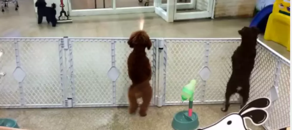 Dancing Puppy Gets His Groove On When He Sees His Owner