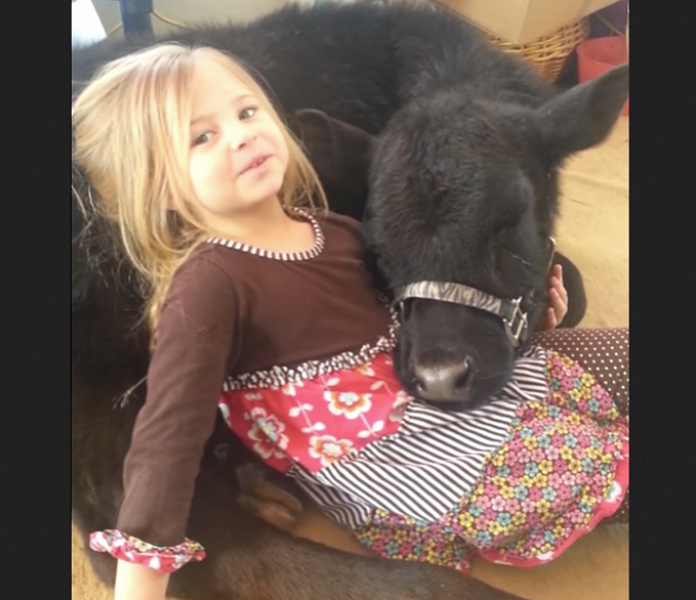 Little Girl Uses White Lies, Cuteness to Get out of Trouble for Letting Pet Calf into the House