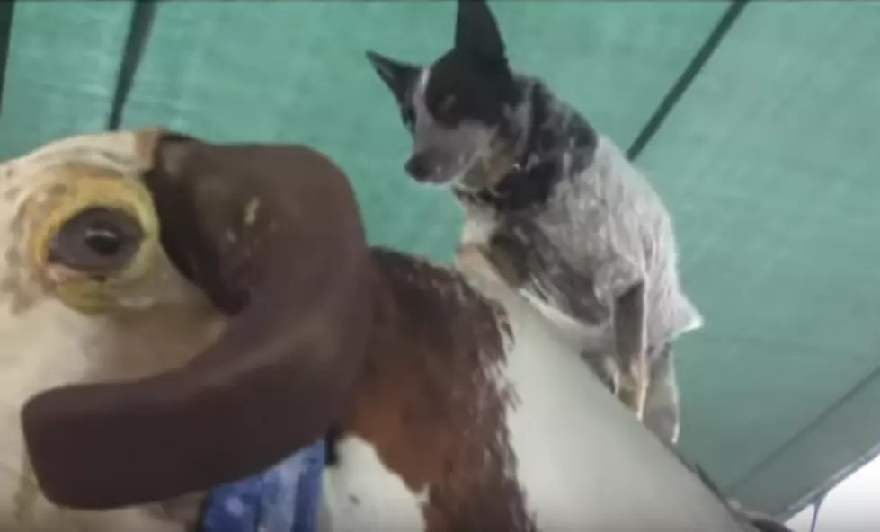 Dog Rides Mechanical Bull [VIDEO]