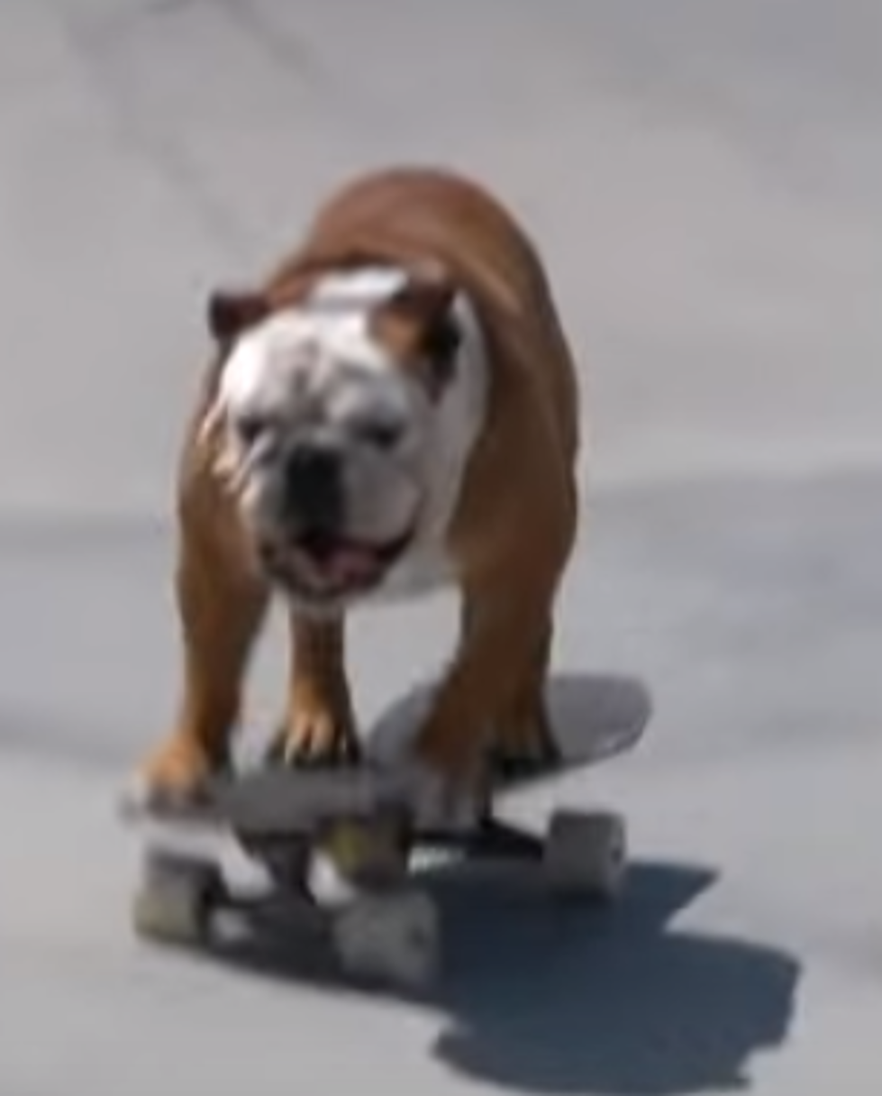 Skateboarding Bulldog[VIDEO]