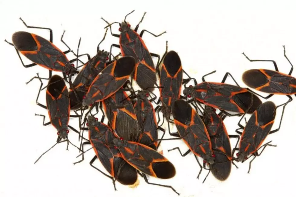 Have You Noticed those Black and Red Bugs Again? Welcome Back Boxelder Bugs