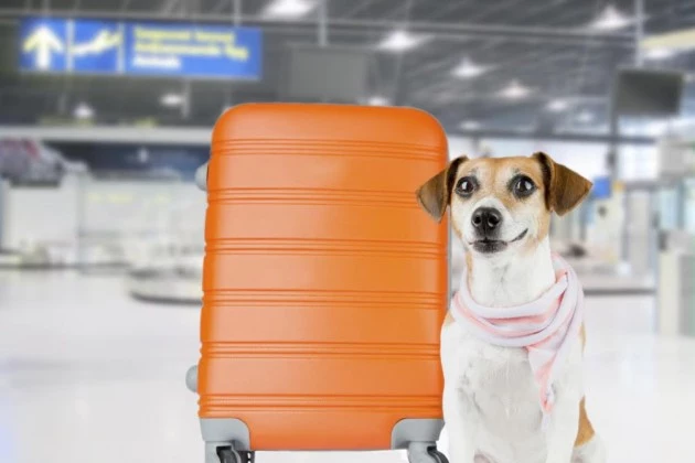 Delta Airline&#8217;s Policy Change Could Cost Pet Owners More Money
