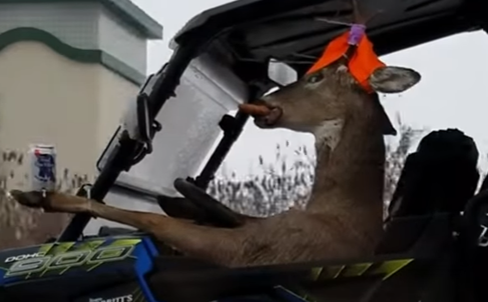 10 Seconds of a Deer Driving an ATV