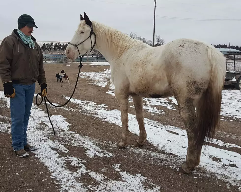 What is a Medicine Hat Mare?
