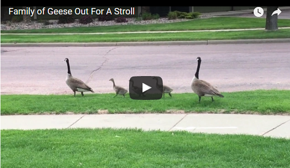 Family of Five Geese Out for a Stroll Through Sioux Falls