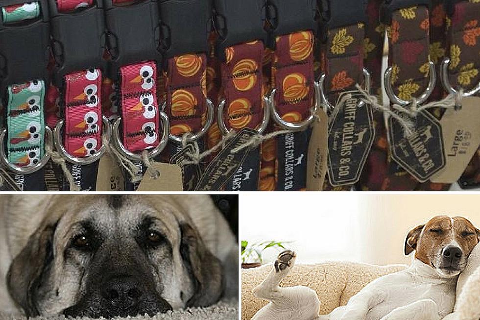 Sioux Falls Couple in the Handmade Dog Collar Business
