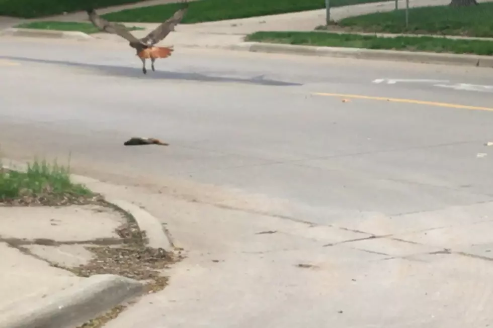 Watch Heroic Hawk Perform CPR on Squirrel in Sioux Falls Street