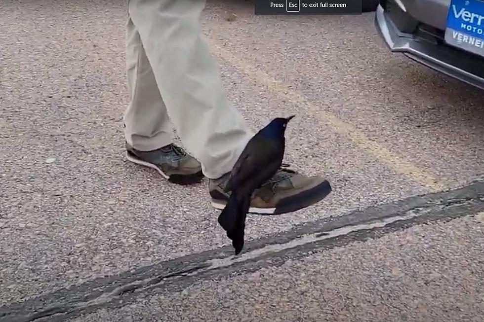Amazing Bird Trick in South Dakota Car Lot