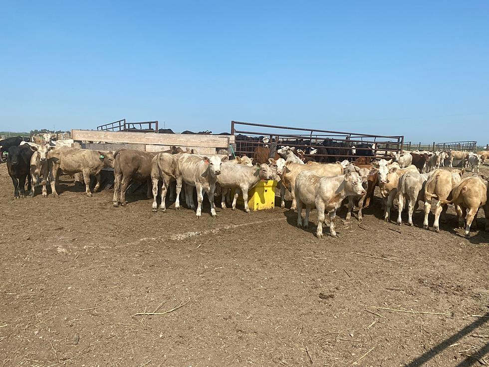 South Dakota Cattlemen Make Weaning Less Stressful