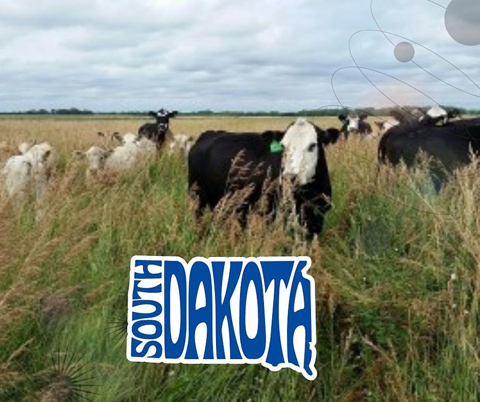 More Cows than People in South Dakota? It's Not Even Close
