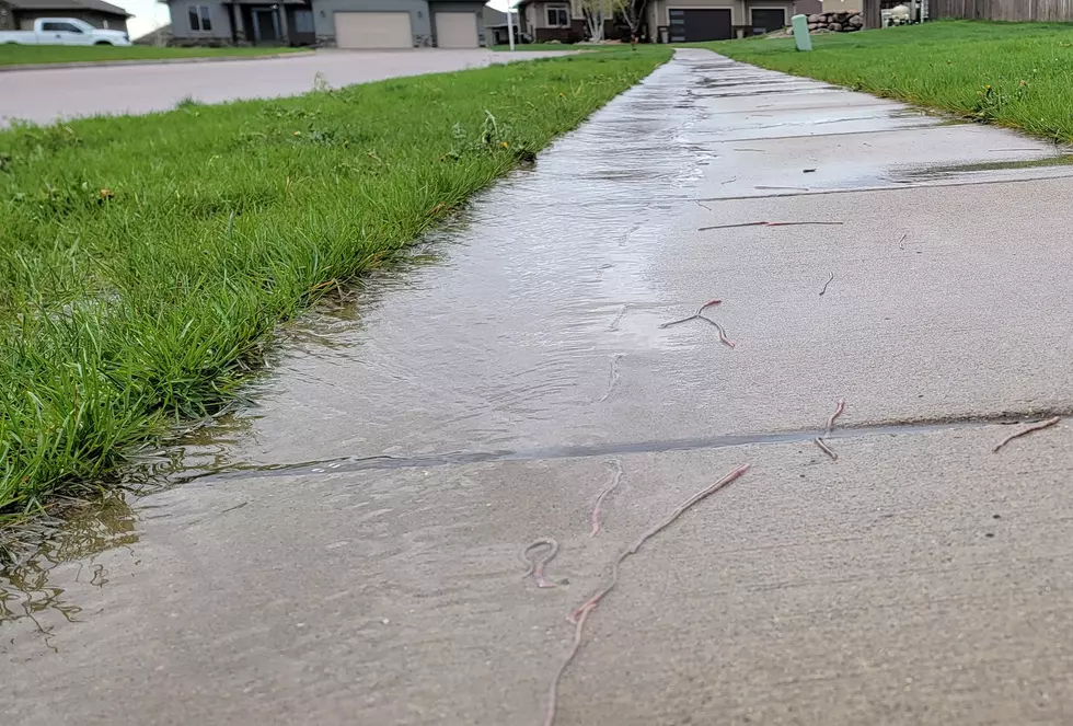Unveiling The Secret Lives Of Sidewalk Worms: A Rainy Day Revelation