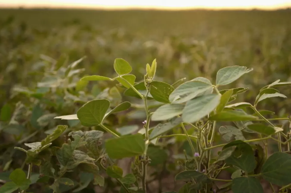 South Dakota Corn, Soybean Estimates Unchanged Over Month
