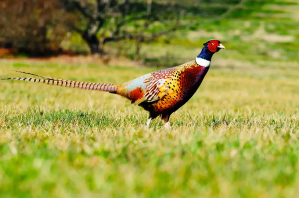 Pheasant Hunting on the Horizon in South Dakota