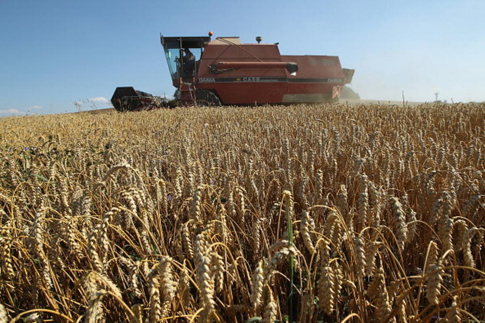 Winter Wheat Prices Down 1 Cent from Last Month