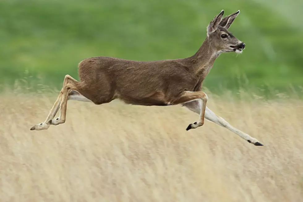 Special Deer Hunt to Be Held in Sioux Falls in October