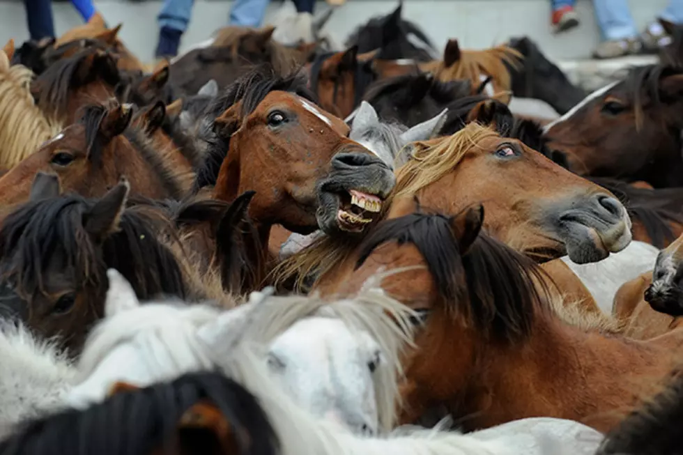 Wild Horses Coming South Dakota Lottery Winner’s Way