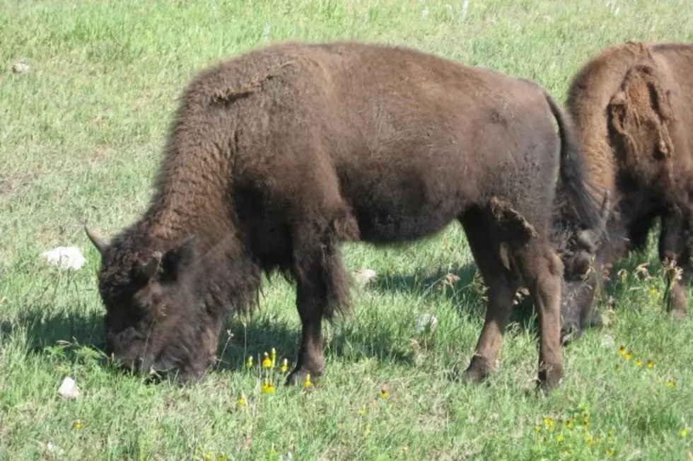 Year’s First Bison Calf Born at Custer State Park