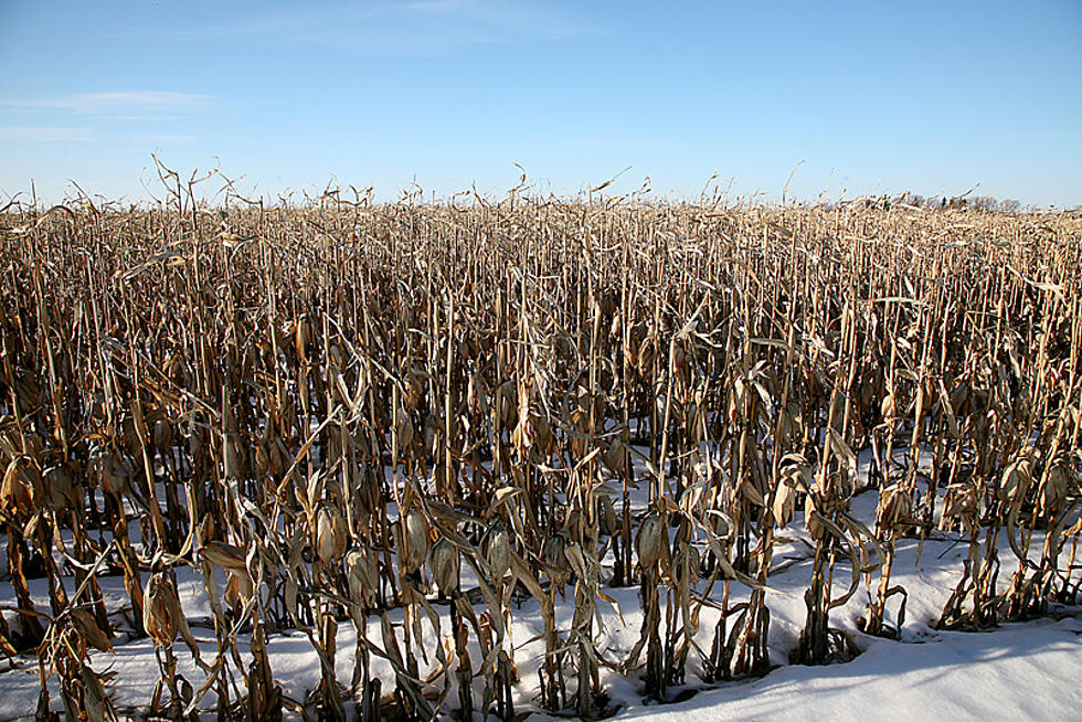 Iowa Paying Farmers to Leave Corn Standing in the Field