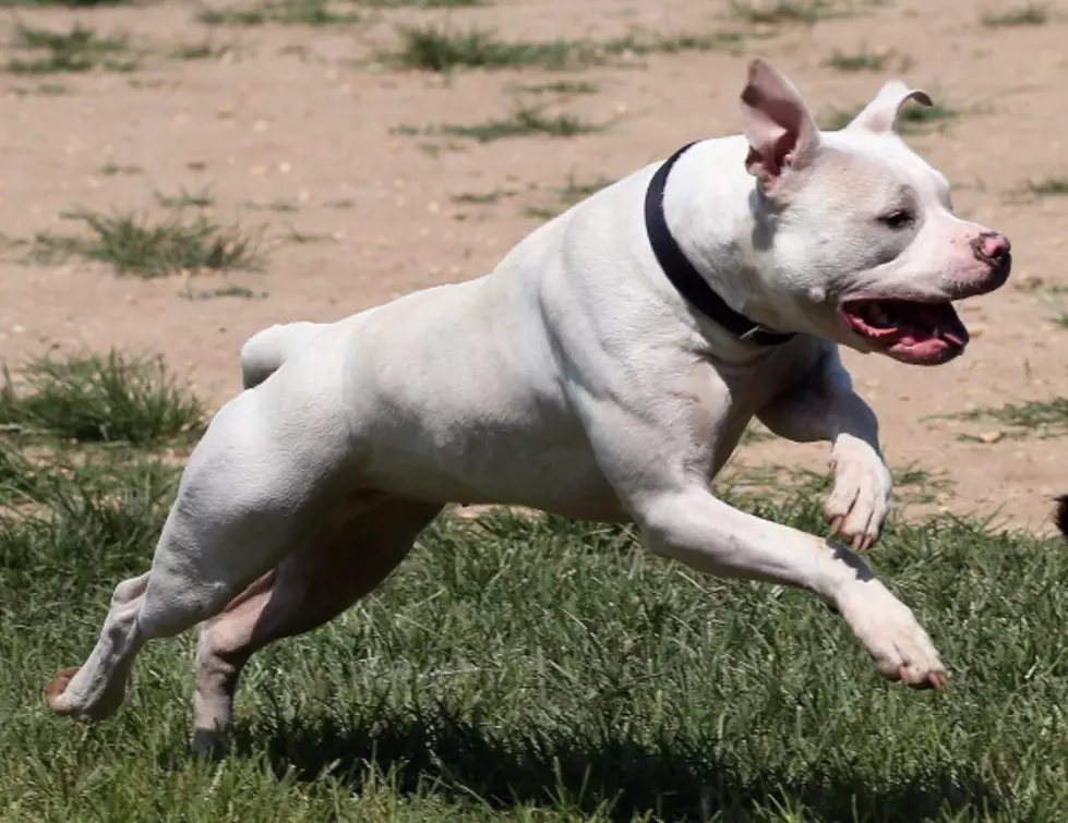 Pit Bull Mix Attacks Leashed Dog in East Sioux Falls
