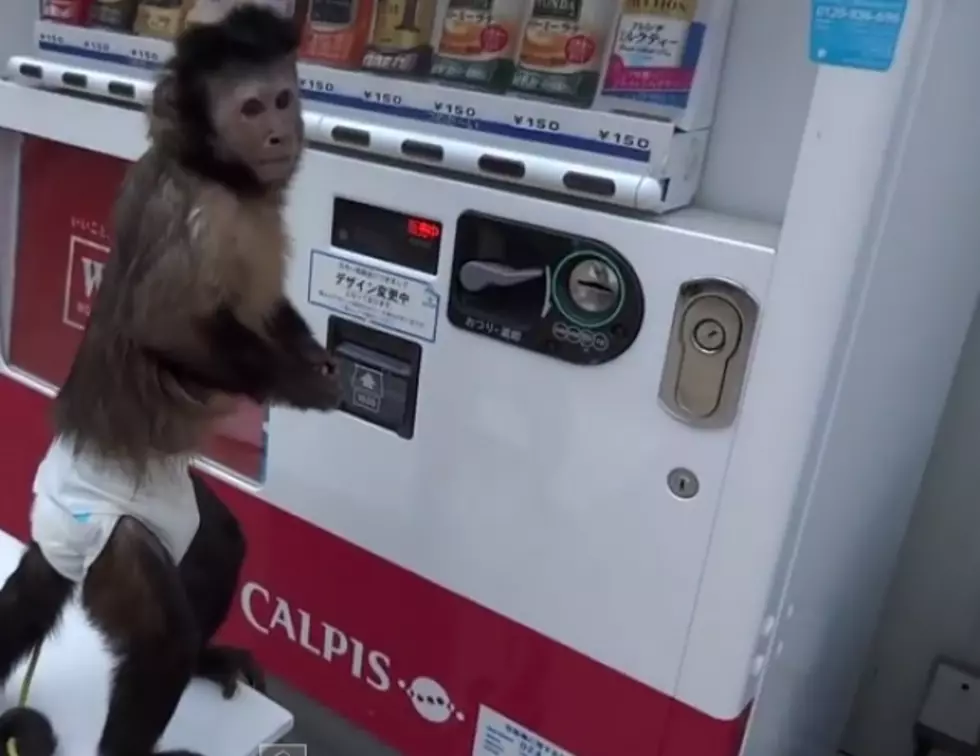 Watch as Little Monkey Buys Juice from a Vending Machine