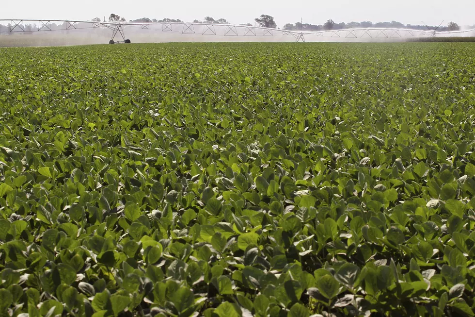 Record Size Soybean Crop