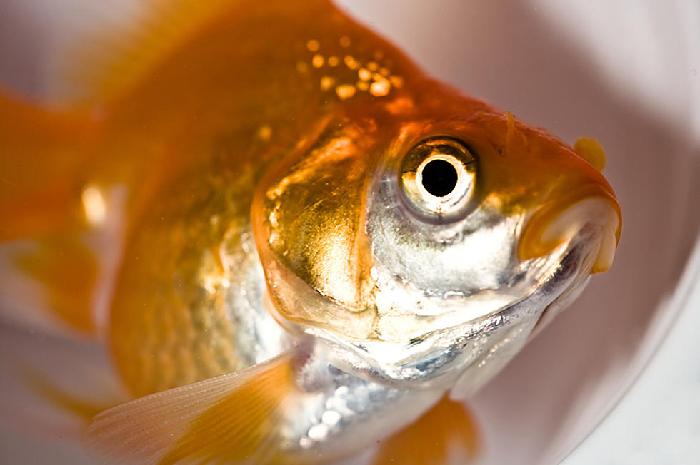 Minnesota Asking Residents NOT to Flush Goldfish