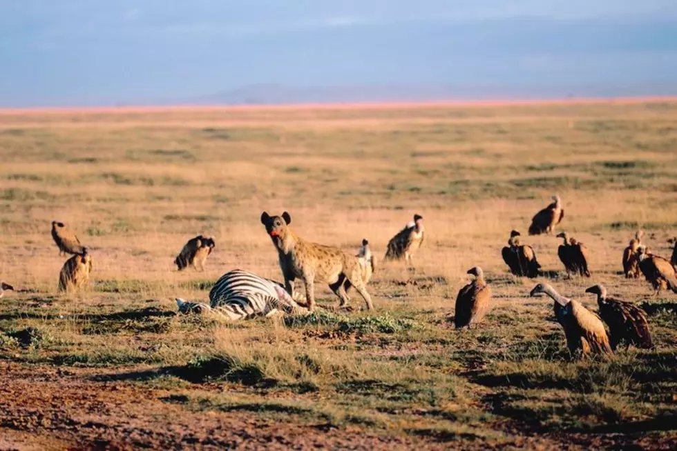 Vultures, Hyenas Gathering in Pierre [OPINION]
