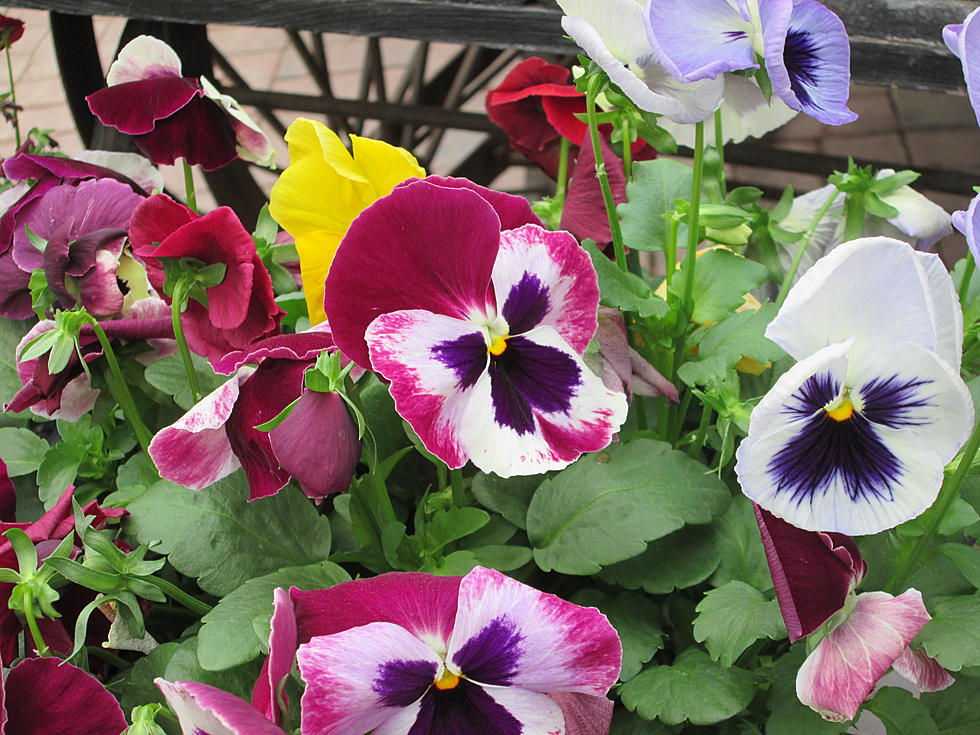How’s It Growing: Pansies for a Burst of Early Color