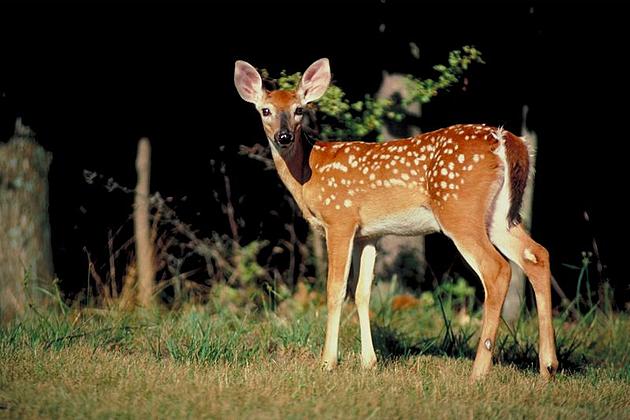 State Wildlife Officials Collaring Fawns in Black Hills Area