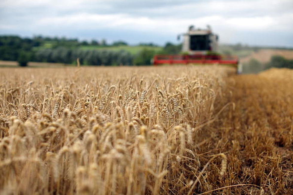 South Dakota Sees Big Jump in Winter Wheat Production