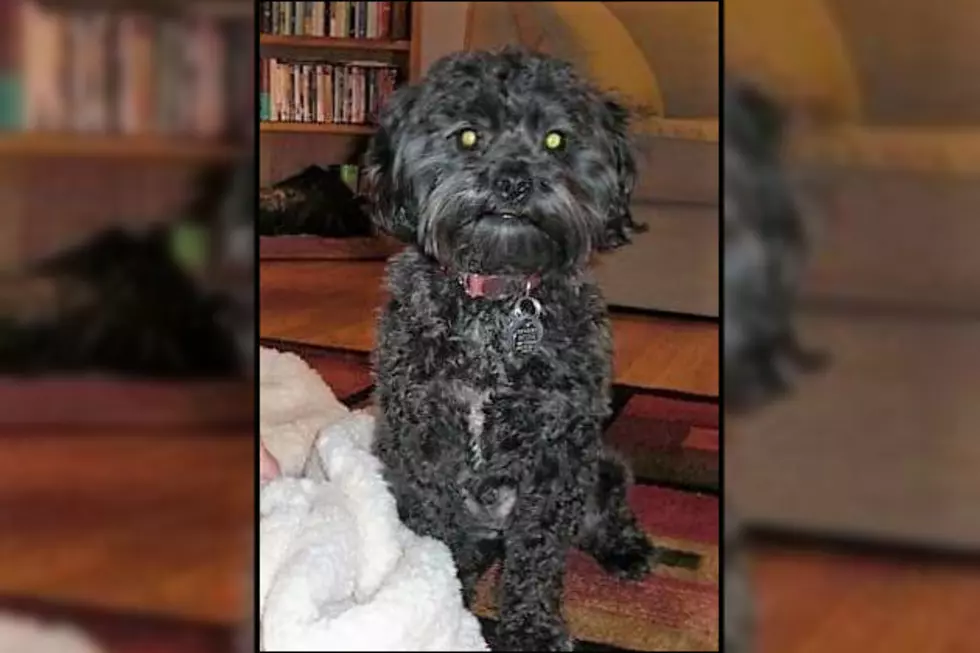 Harrisburg Family Looking for Help in Finding Lost Dog