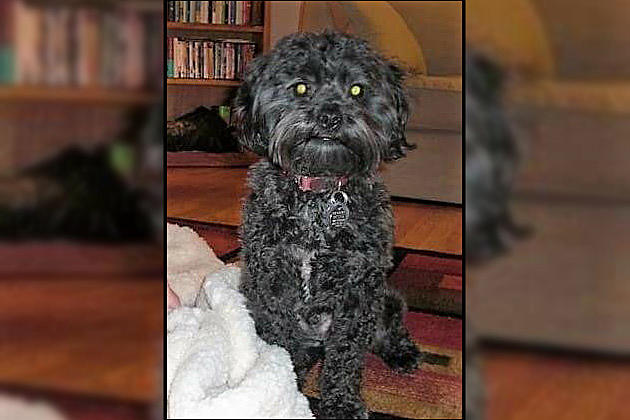Harrisburg Family Looking for Help in Finding Lost Dog