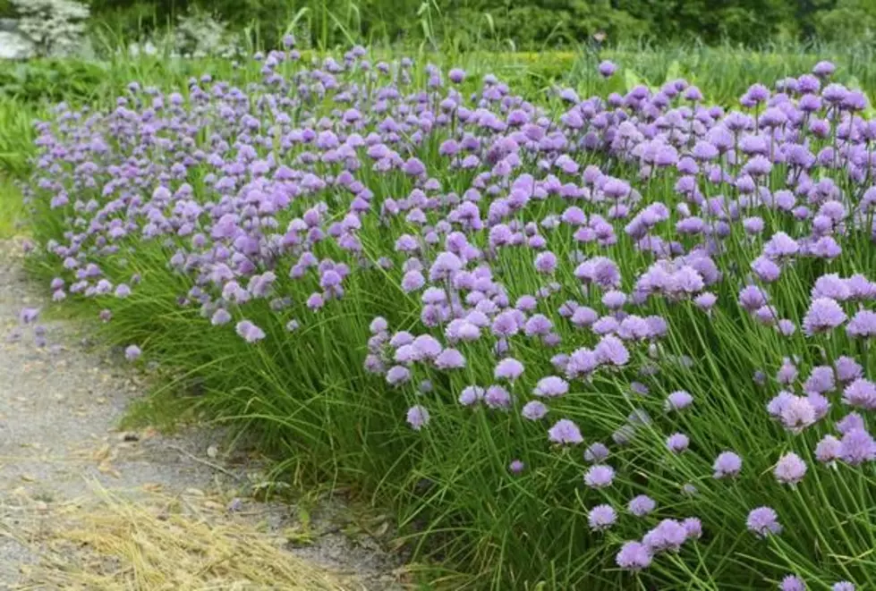 How’s It Growing: Add a Little Spring Freshness With Chives!
