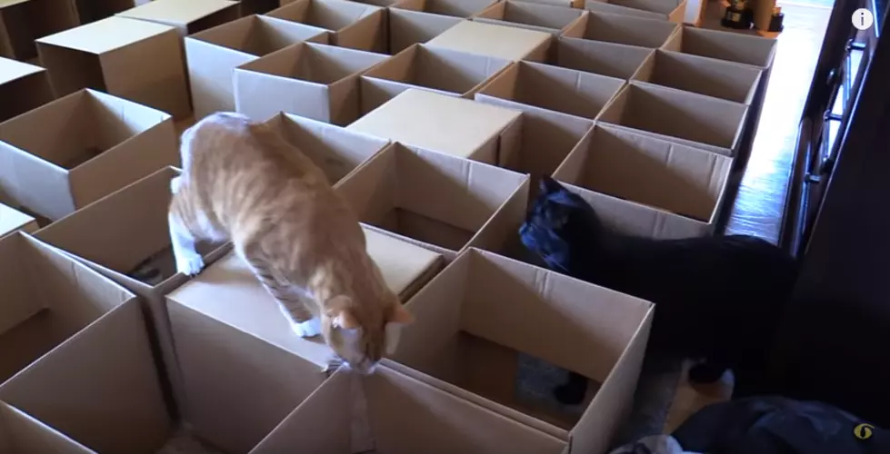 Man Builds Maze for His Cats Using 50 Cardboard Boxes