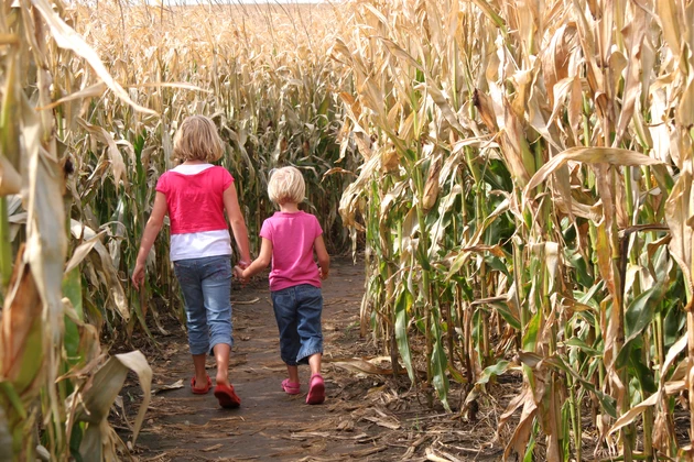Heartland Country Corn Maze Opening This Weekend