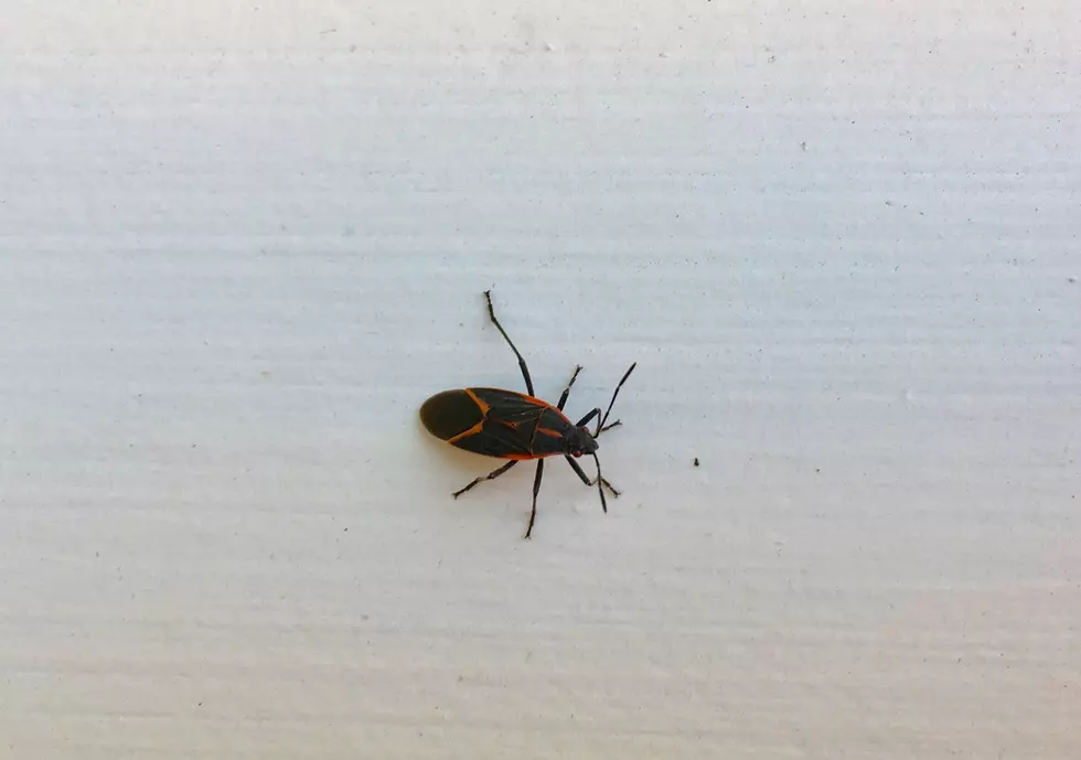 Are Box Elder Bugs Bugging You Too?