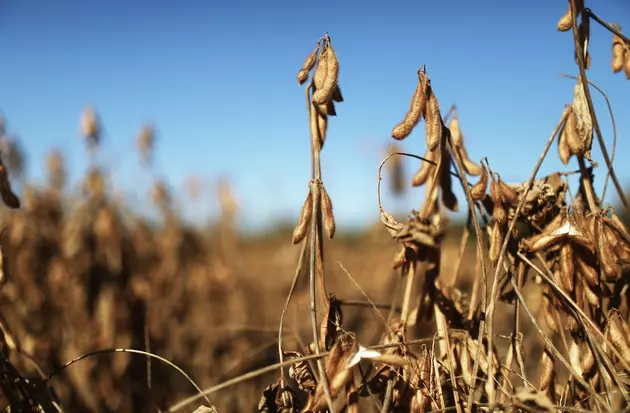 It Could Be a Tough Road Ahead for Soybean Farmers