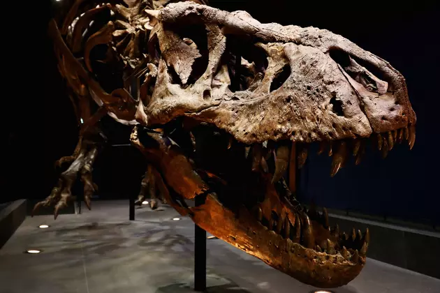 Sue, the Tyrannosaurus Rex Found in South Dakota, Is Being Moved