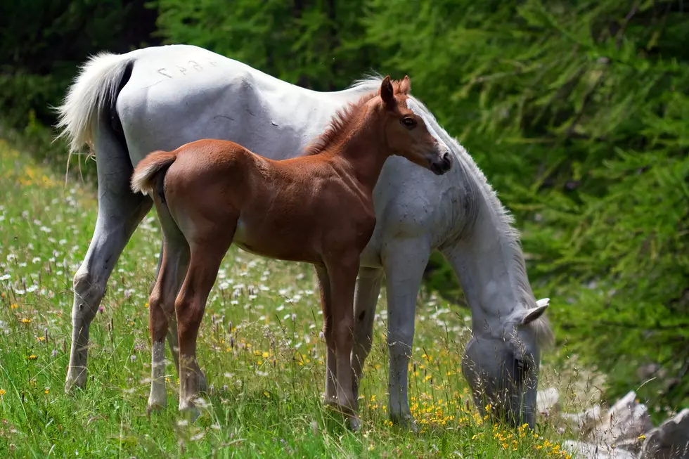 Area Horse Owners Urged to Be on the Lookout for Deadly Disease
