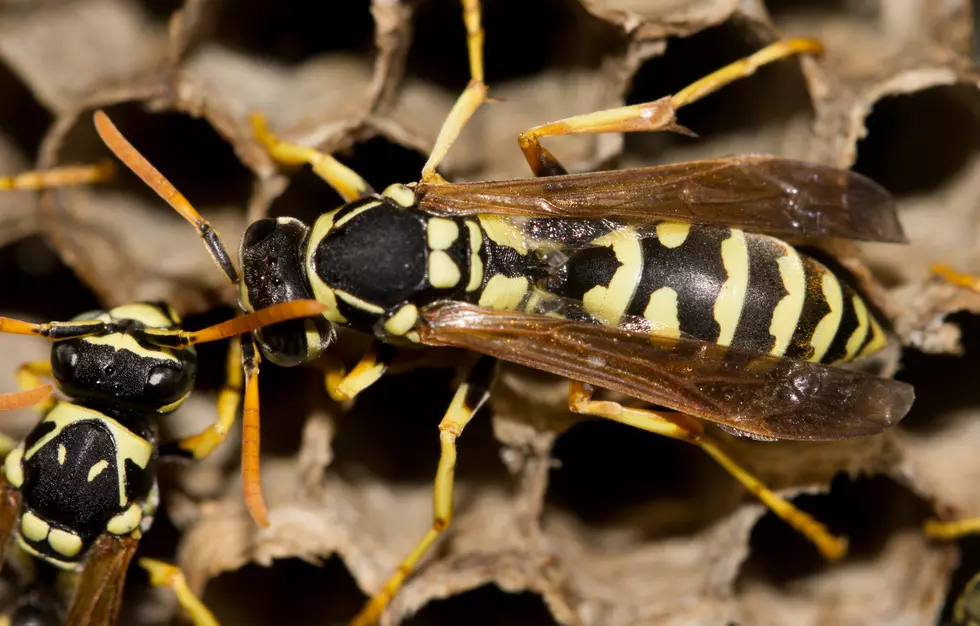 Police Warn of New Drug Trend That Involves Wasp Spray