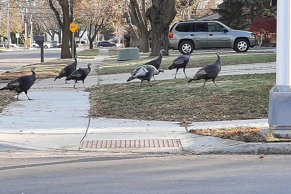 Why Did the Turkey Cross Terry Avenue in Sioux Falls?