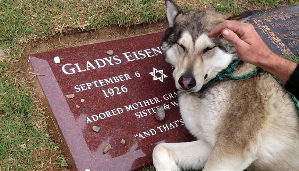 Dog Crying at Grandma’s Grave [VIDEO]