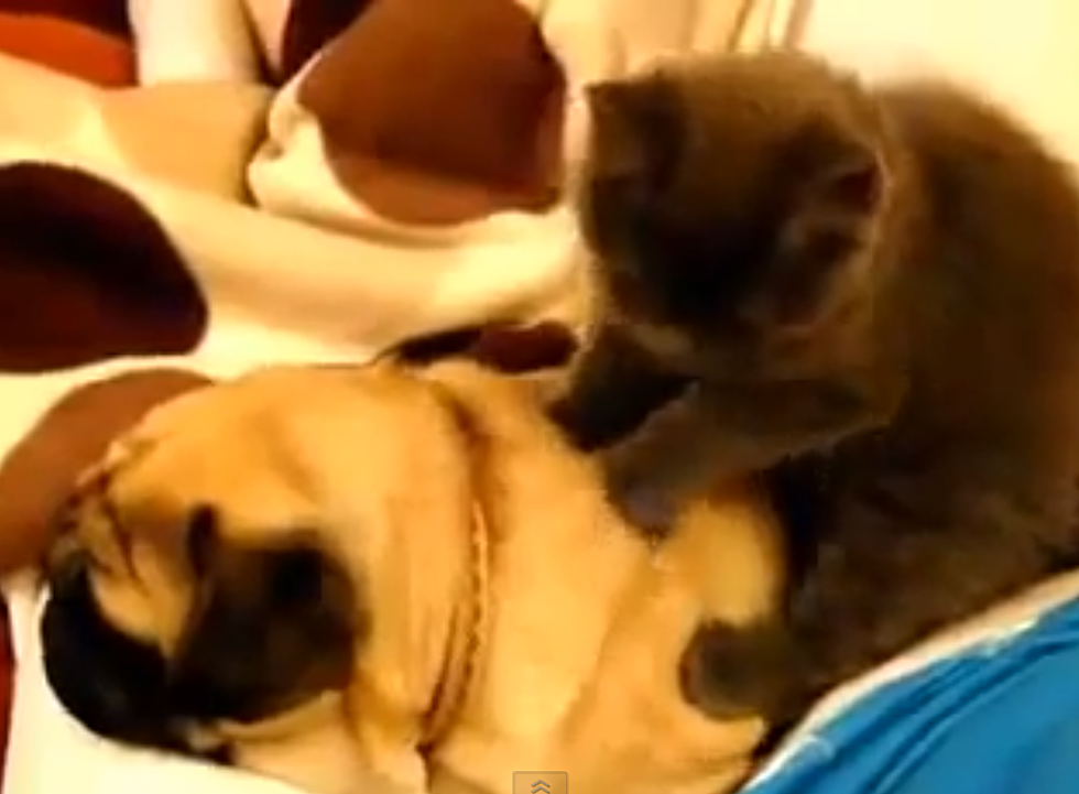 Snoring Dog Gets Kitty Massage [VIDEO]