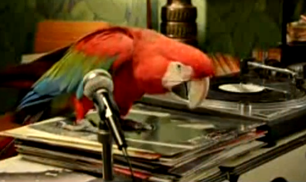 Best Singing Parrots Ever [VIDEO]