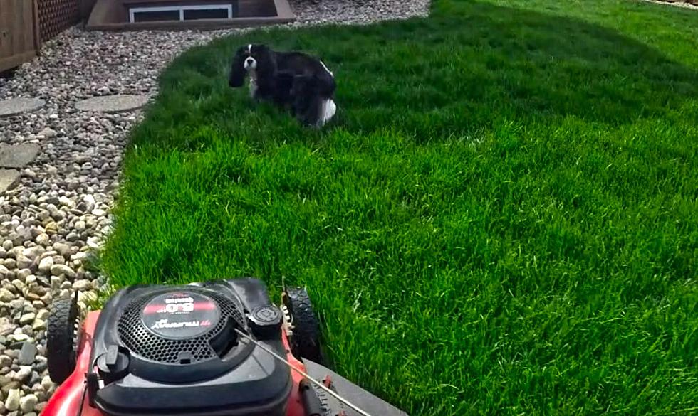 GoPro Lawn Mow