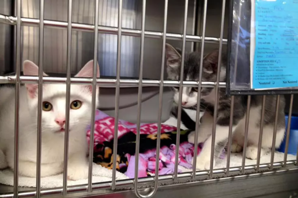 Add a Furry Friend to Your Family During the Freedom Felines Adoption Event