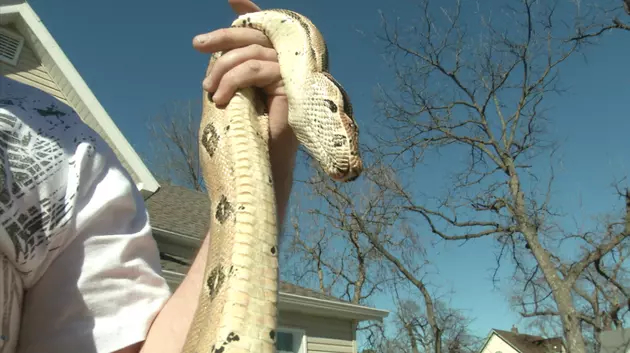 Sioux Falls Man Fined for Allowing Pet Snakes to Roam Free in Public