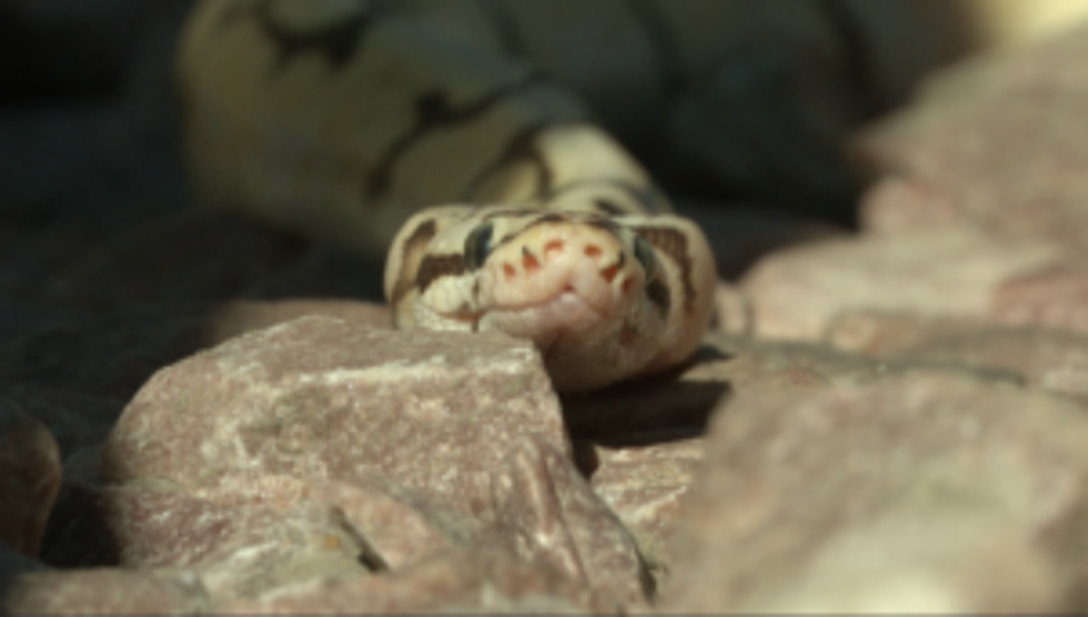 Sioux Falls Man Fined for Allowing Pet Snakes to Roam Free in Public