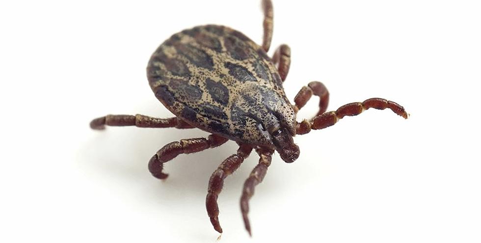Ticked Off: There’s a New Potentially Deadly Tick-Borne Illness This Year