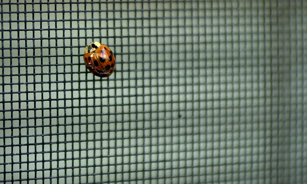 What is the Difference Between Ladybugs and Asian Beetles?